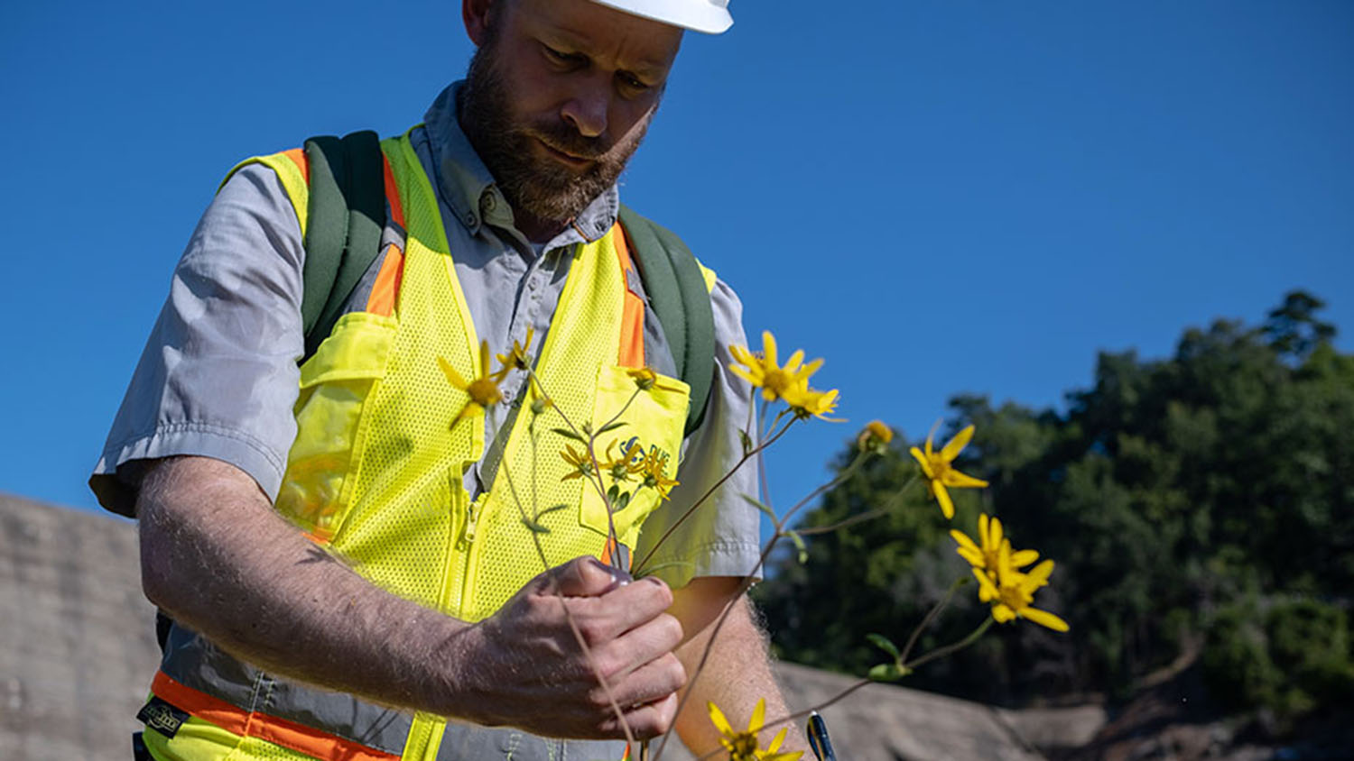 Will Ricks aids a sunflower in becoming a better host to North Carolina pollinators.