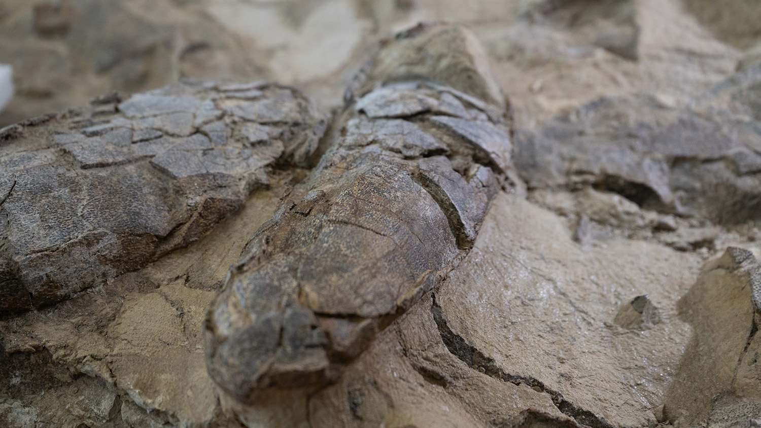 Up-close shot of a tyrannosaur fossil that is part the Dueling Dinosaurs exhibit at N.C. Museum of Natural Sciences.