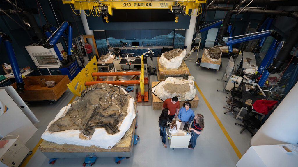 Fossils from the Dueling Dinosaurs exhibit sit in the SECU DinoLab at the N.C. Musuem of Natural Sciences. 