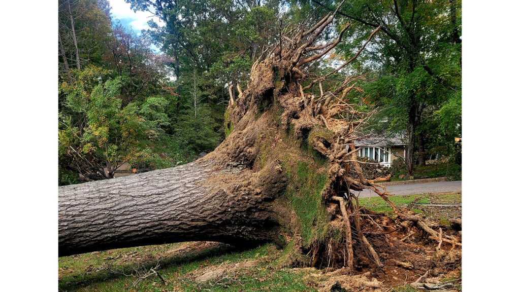 Many trees were simply uprooted by Helene's fury. This tree's roots rise five feet off the ground. 