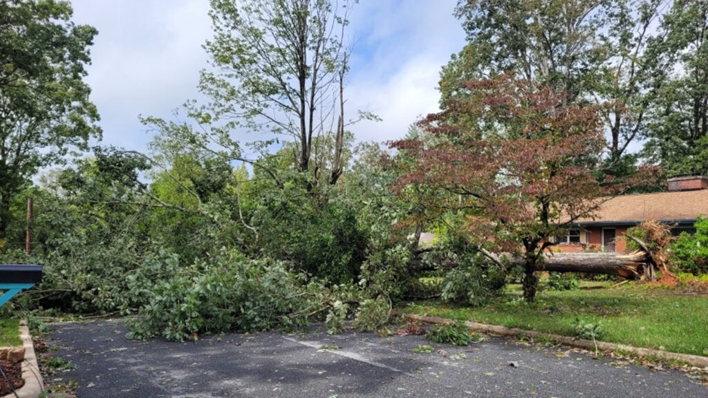 Tropical Storm Helene left downed trees around the Oak Forest neighborhood in south Asheville. 