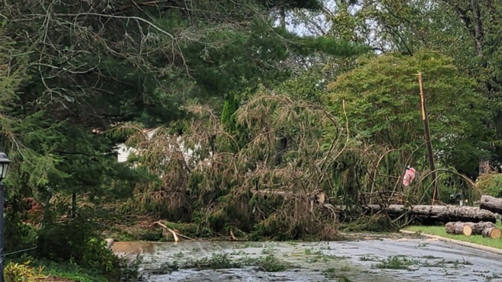 Tropical Storm Helene left downed trees around the Oak Forest neighborhood in south Asheville. 