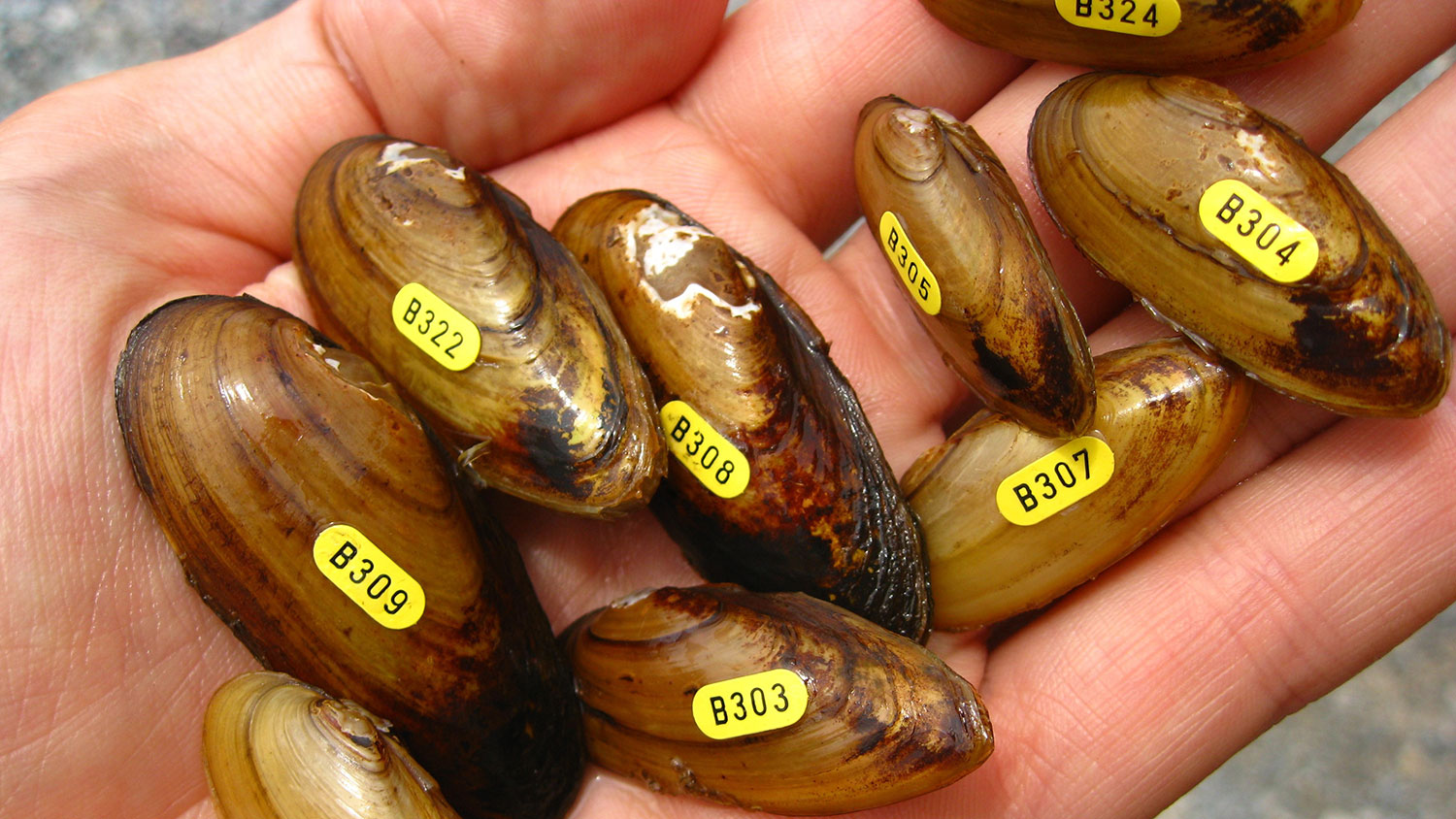 A researcher holds a handful of mussels.