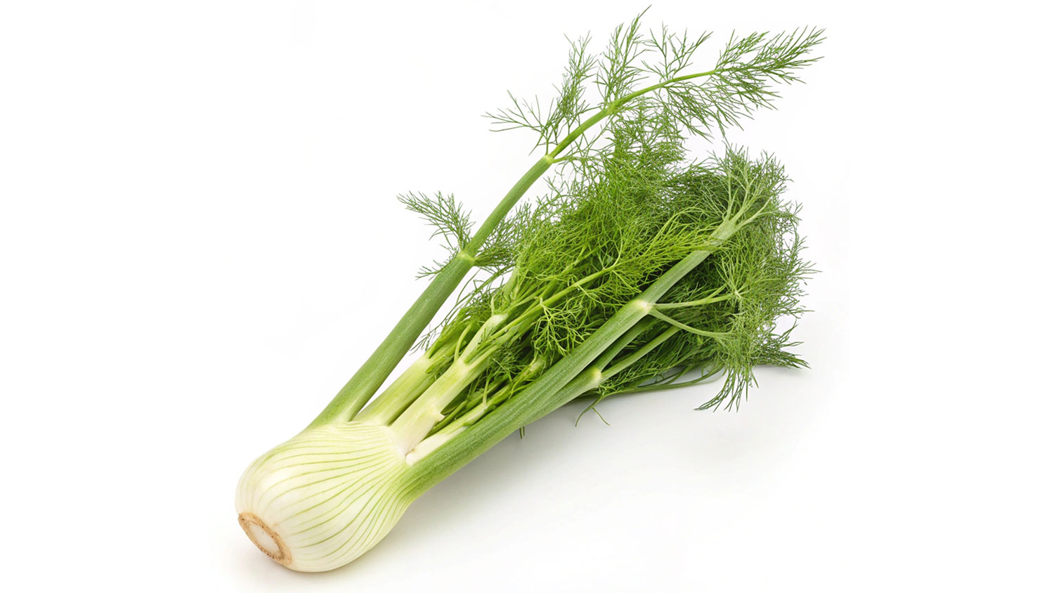 A picture of fennel.