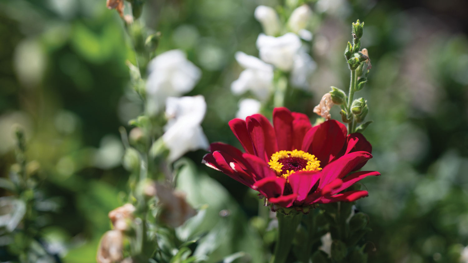 Flowers in the red and white garden.